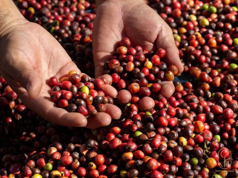 Địa chỉ cung cấp cà phê nhân xanh uy tín tại Việt Nam