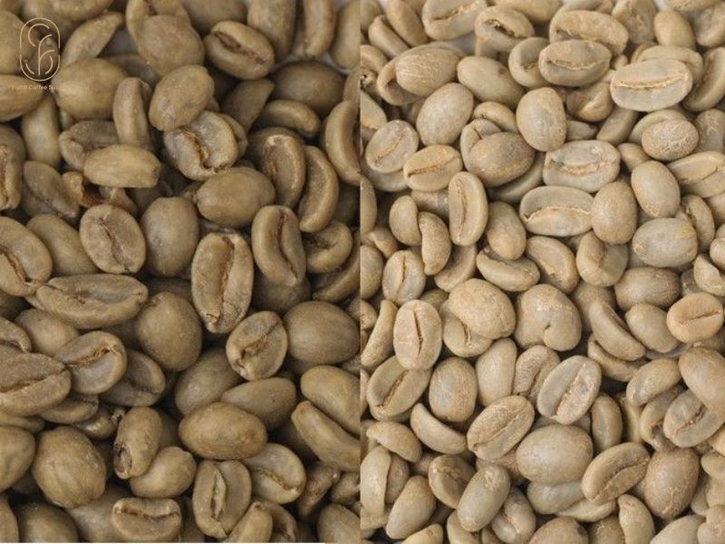Cà phê nhân xanh FCS