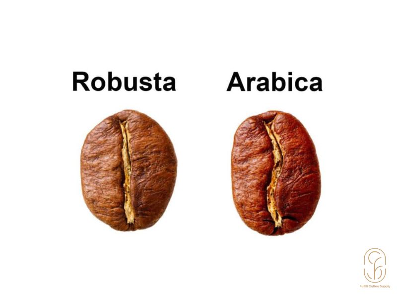 So sánh Robusta và Arabica FCS